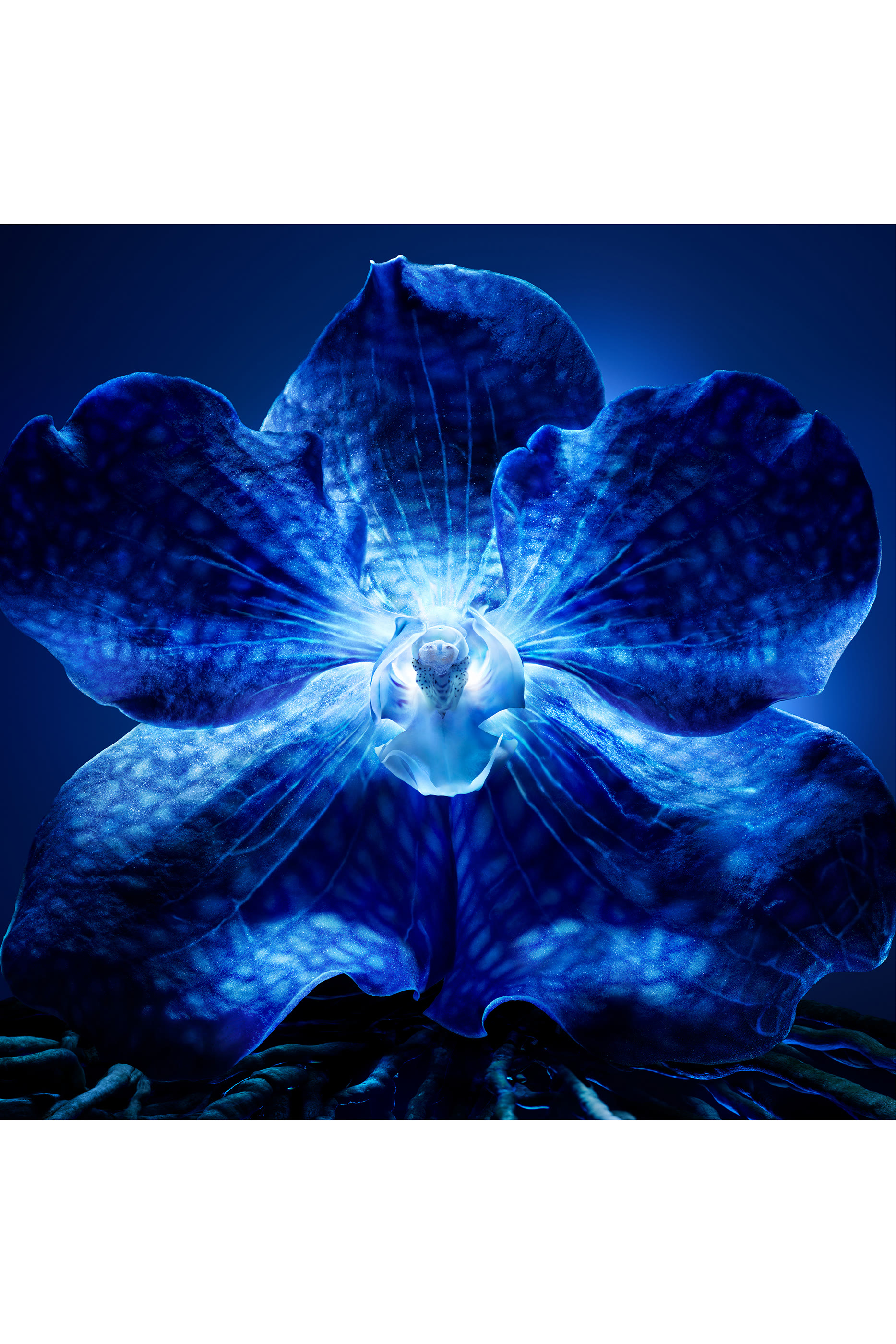 كريم أوركيد إمبريال ذا لونغيفيتي ريتش