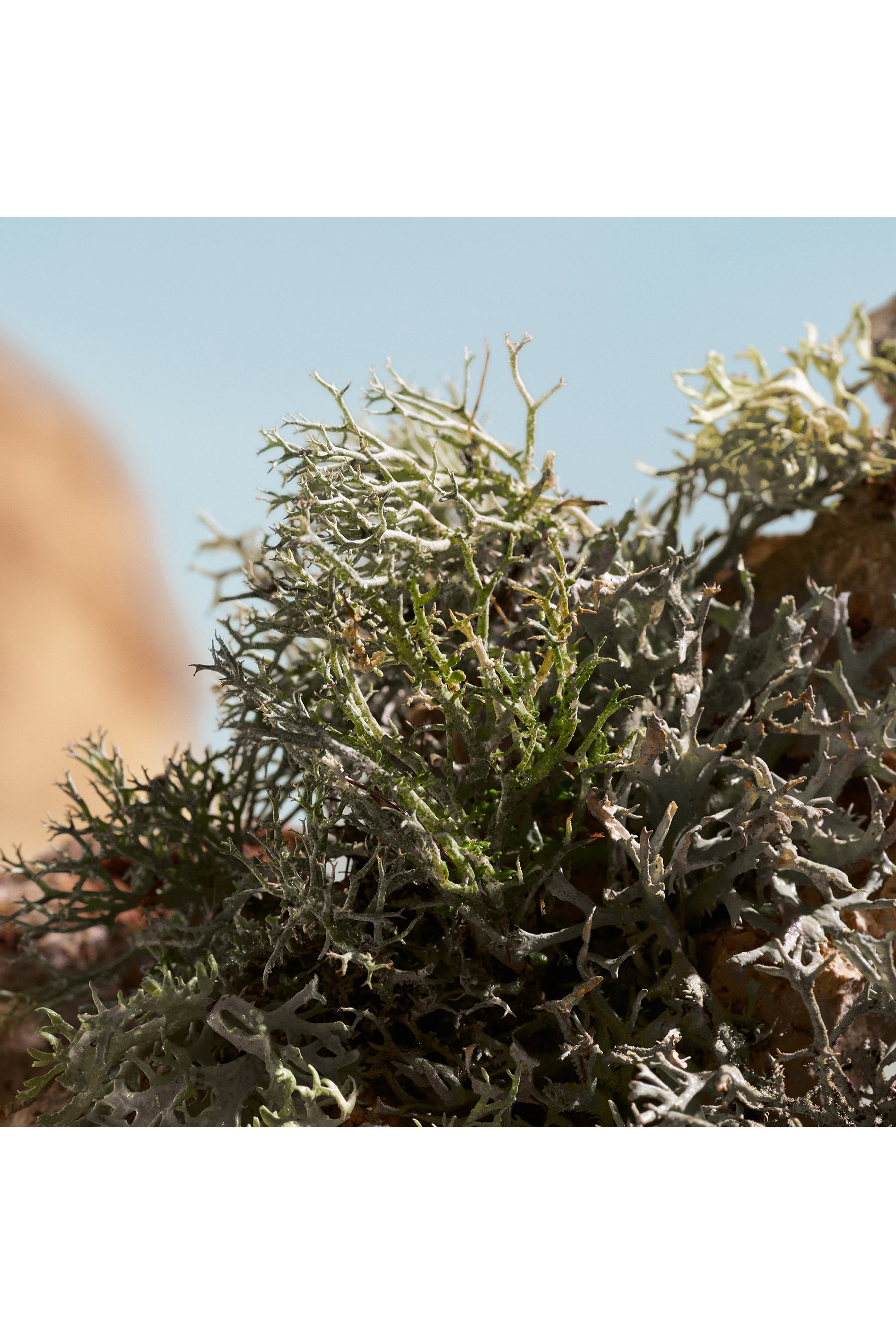 أو دو بارفان كيو إلكسير