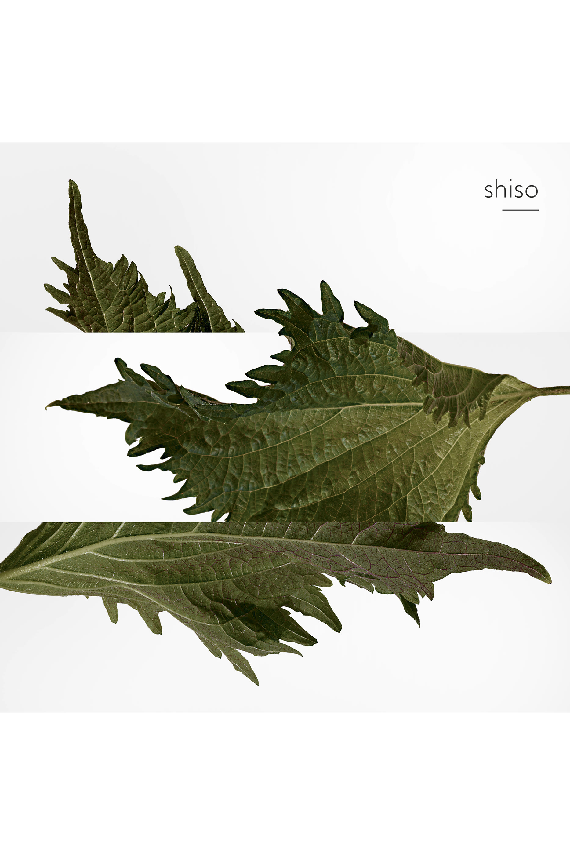 Terre d'Herm&egrave;s, قارورة بديلة من عطر