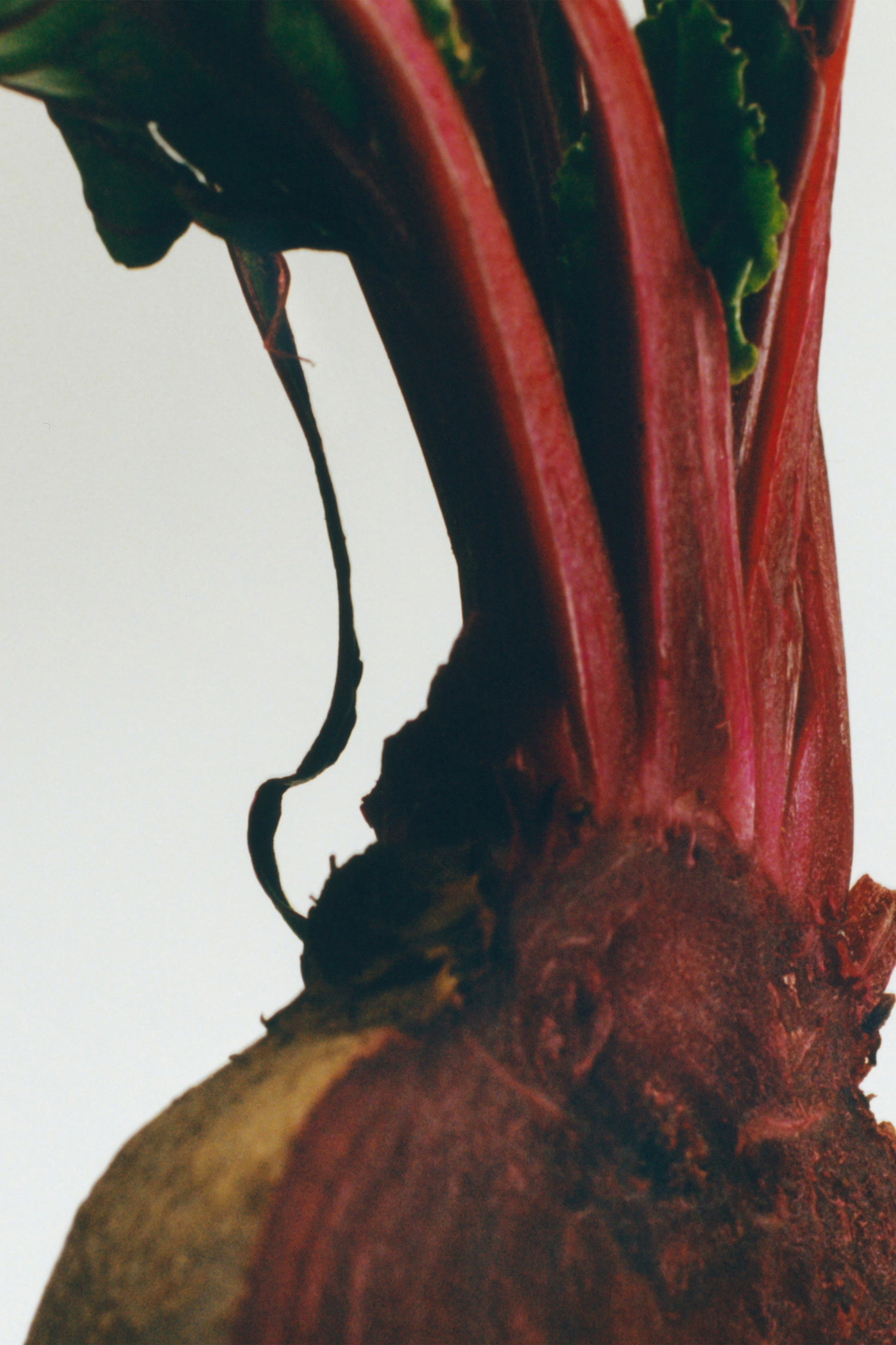 شمعة بيتروت معطرة