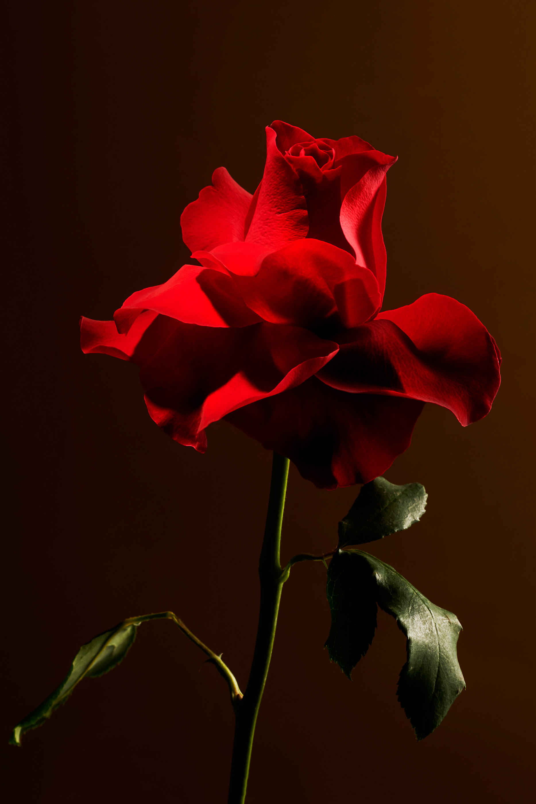 أعواد موزع عطر إمبريال روز