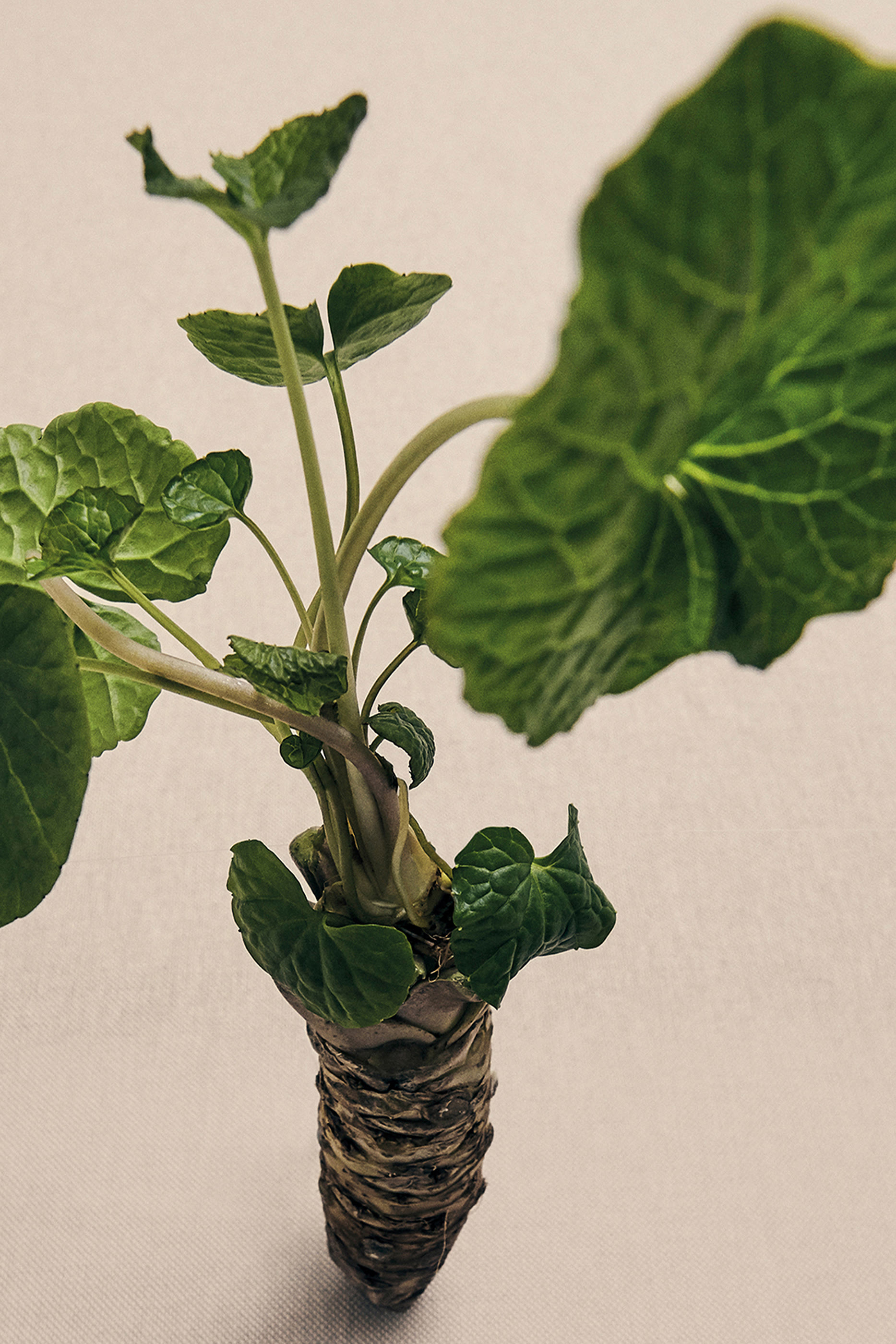 شمعة معطرة وسابي بتصميم عامل شموع