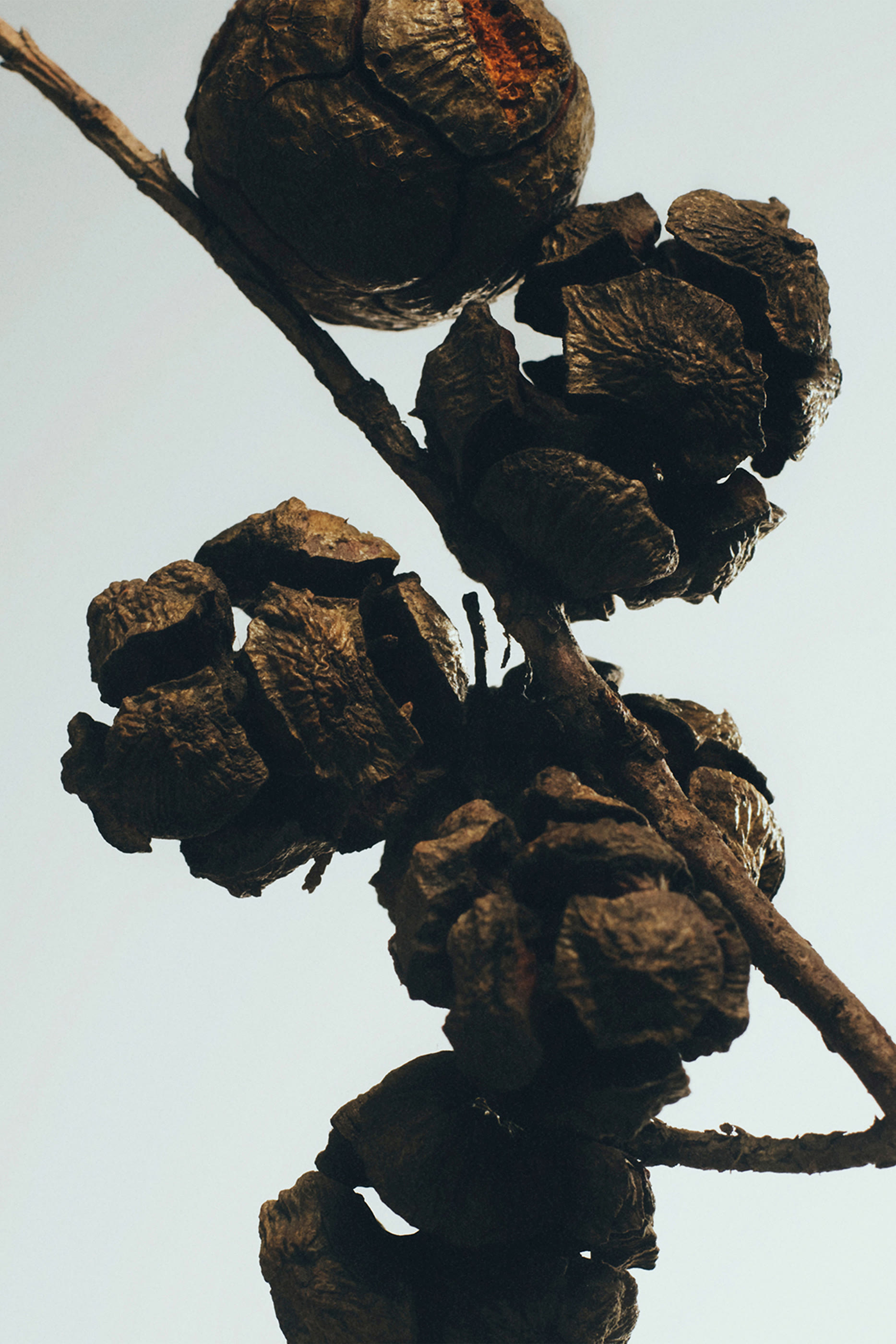 معطر الغرف سابريس بولز