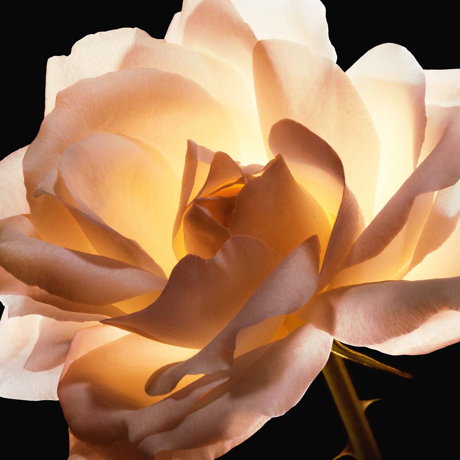 كريم أساس ديور بريستيج لو كوشن تينت دي روز