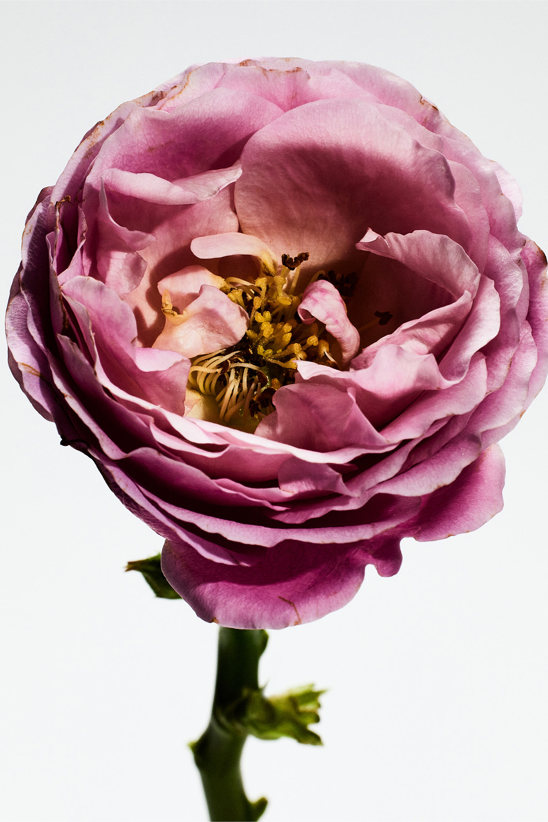 أو دو بارفان أون باسيو بور مدريد روزاليدا