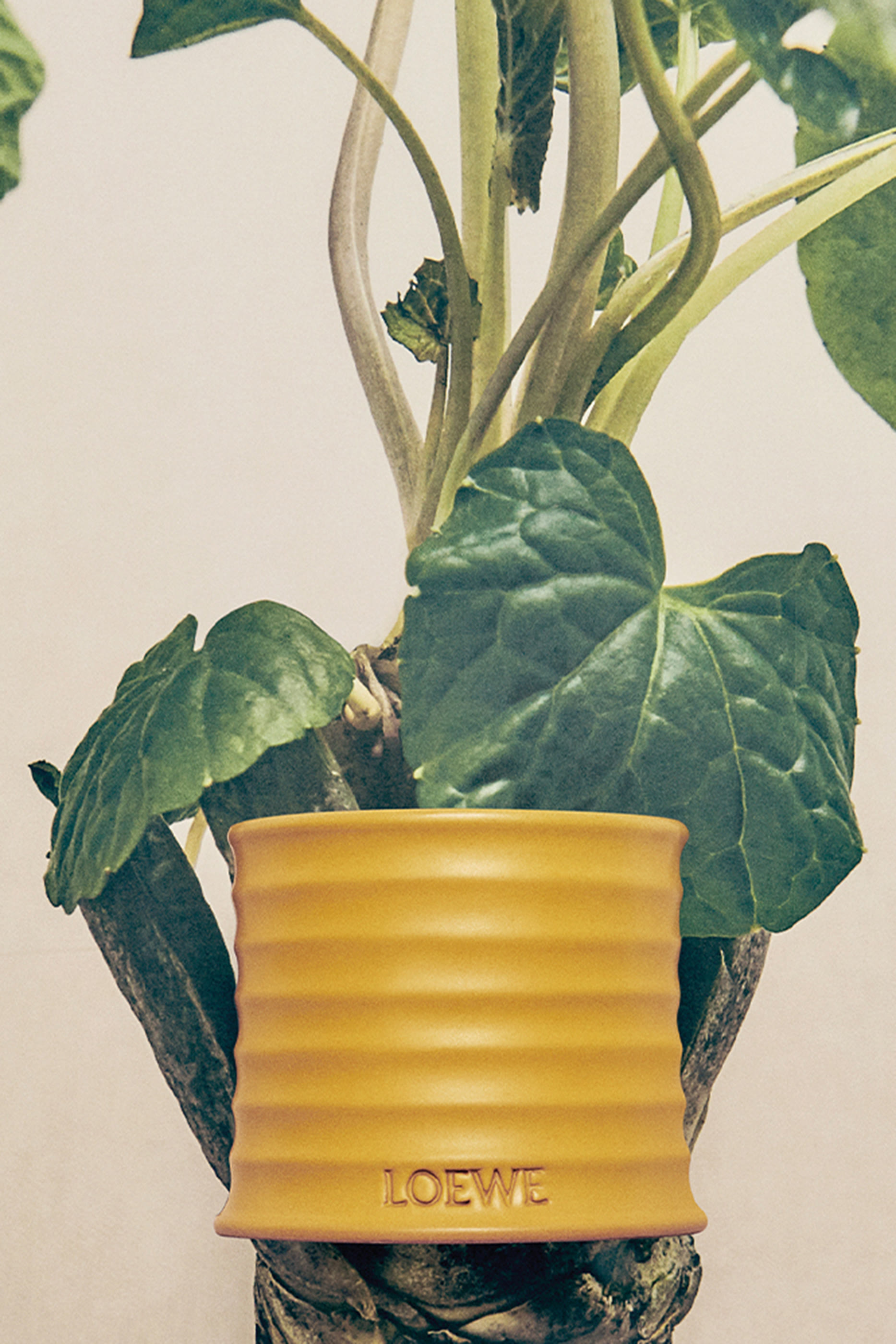 شمعة واسابي معطرة كبيرة