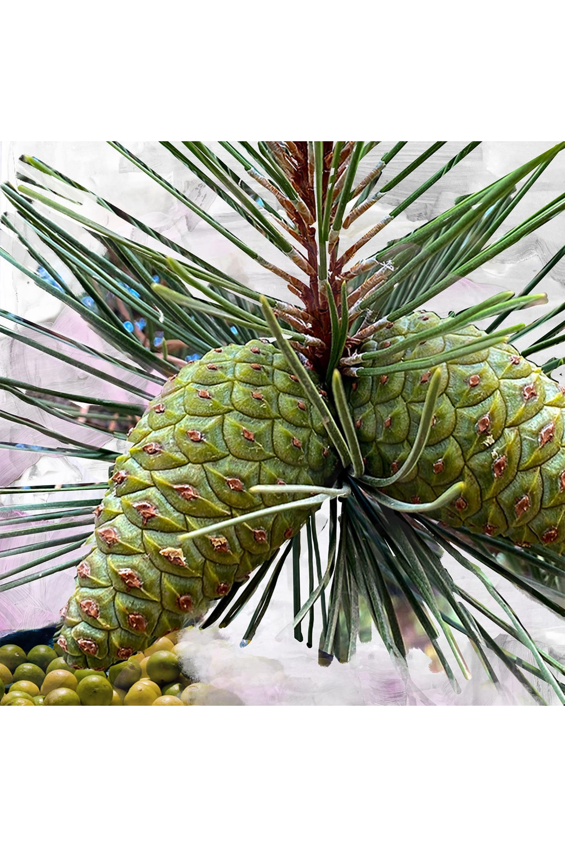 أو دو بارفان جيبسي ووتر 