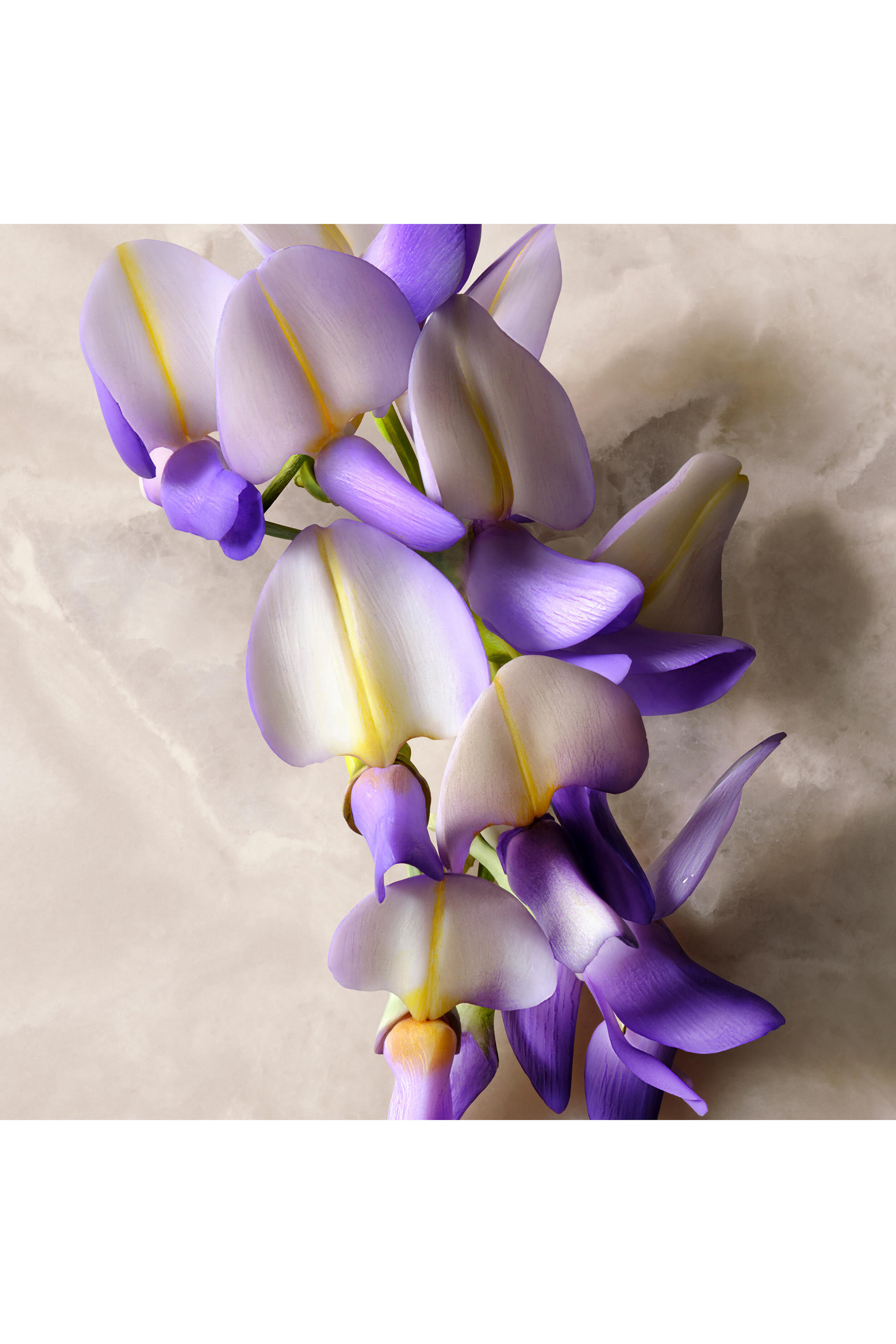 أو دو بارفان غيلتي