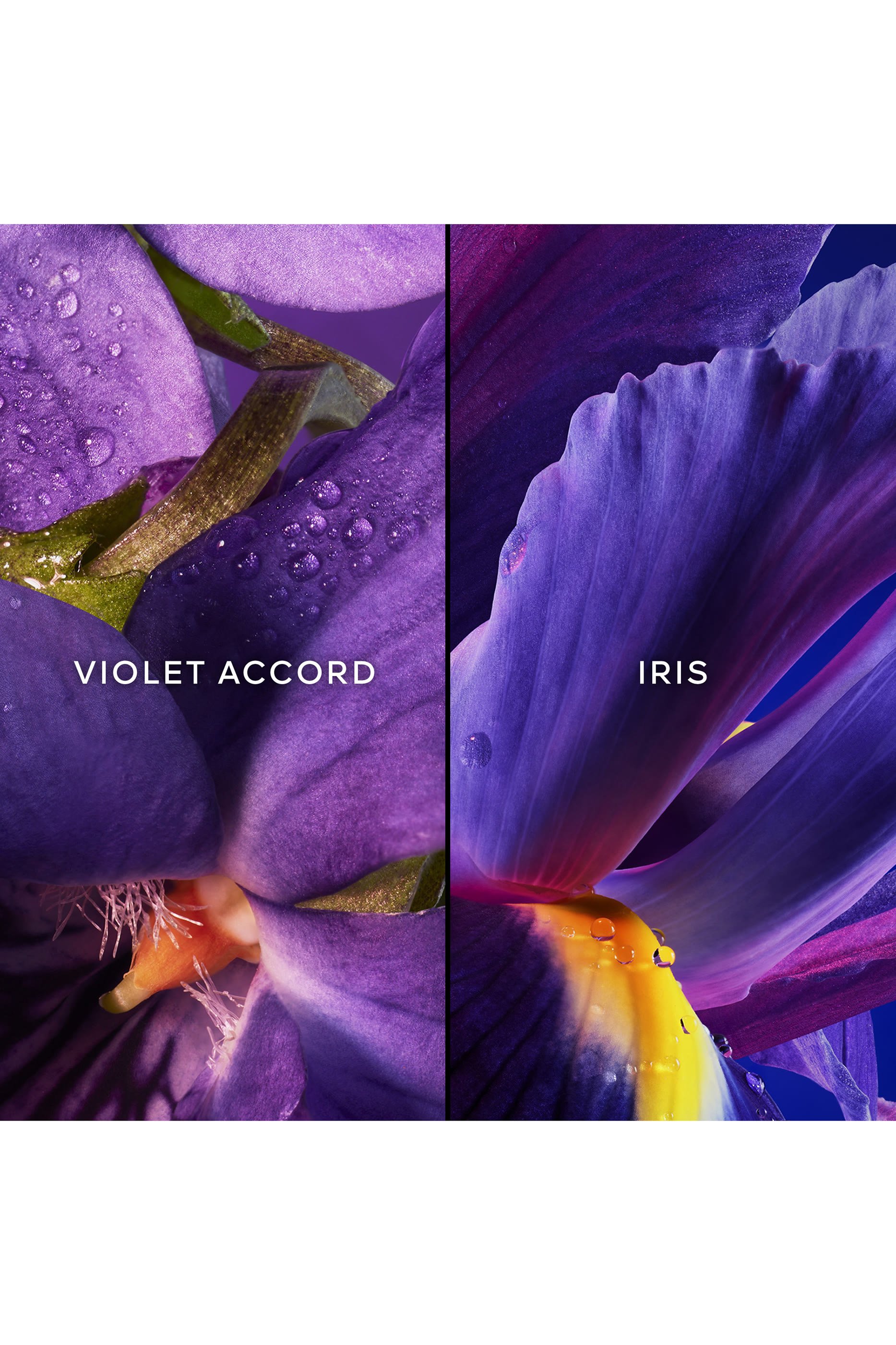 مجموعة هدايا أو دو بارفان اينسولانس للكريسماس