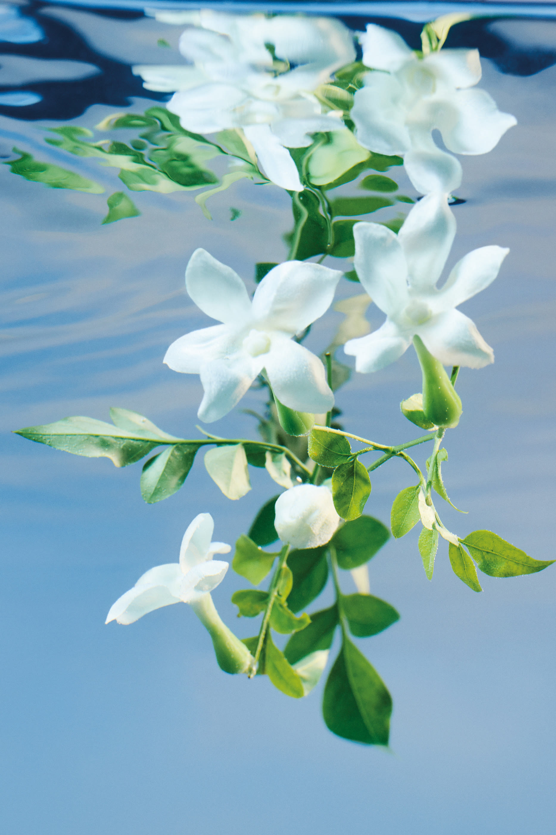 أو دو بارفان مركز بلوم&rlm;