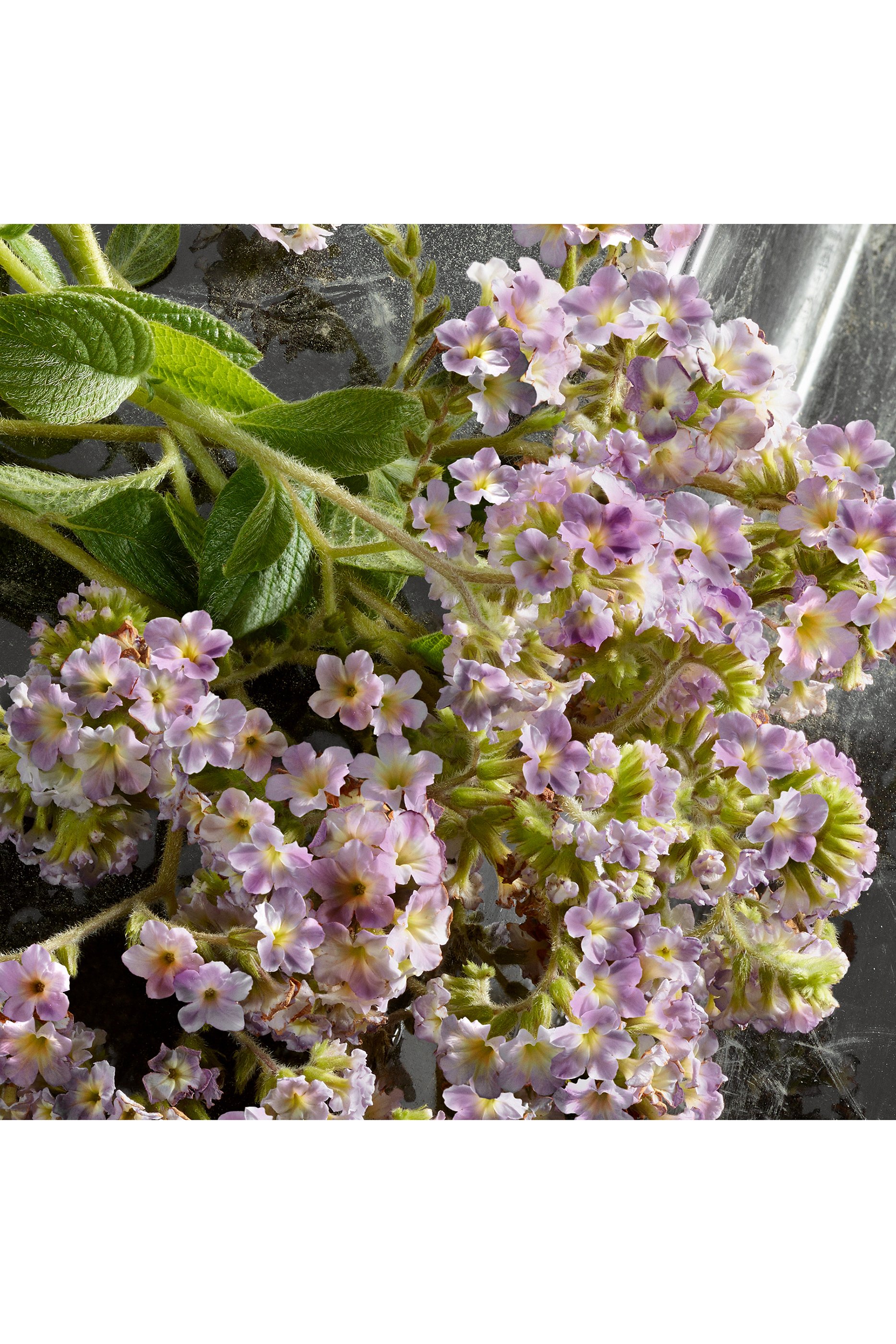 أو دو بارفان مركز كيو