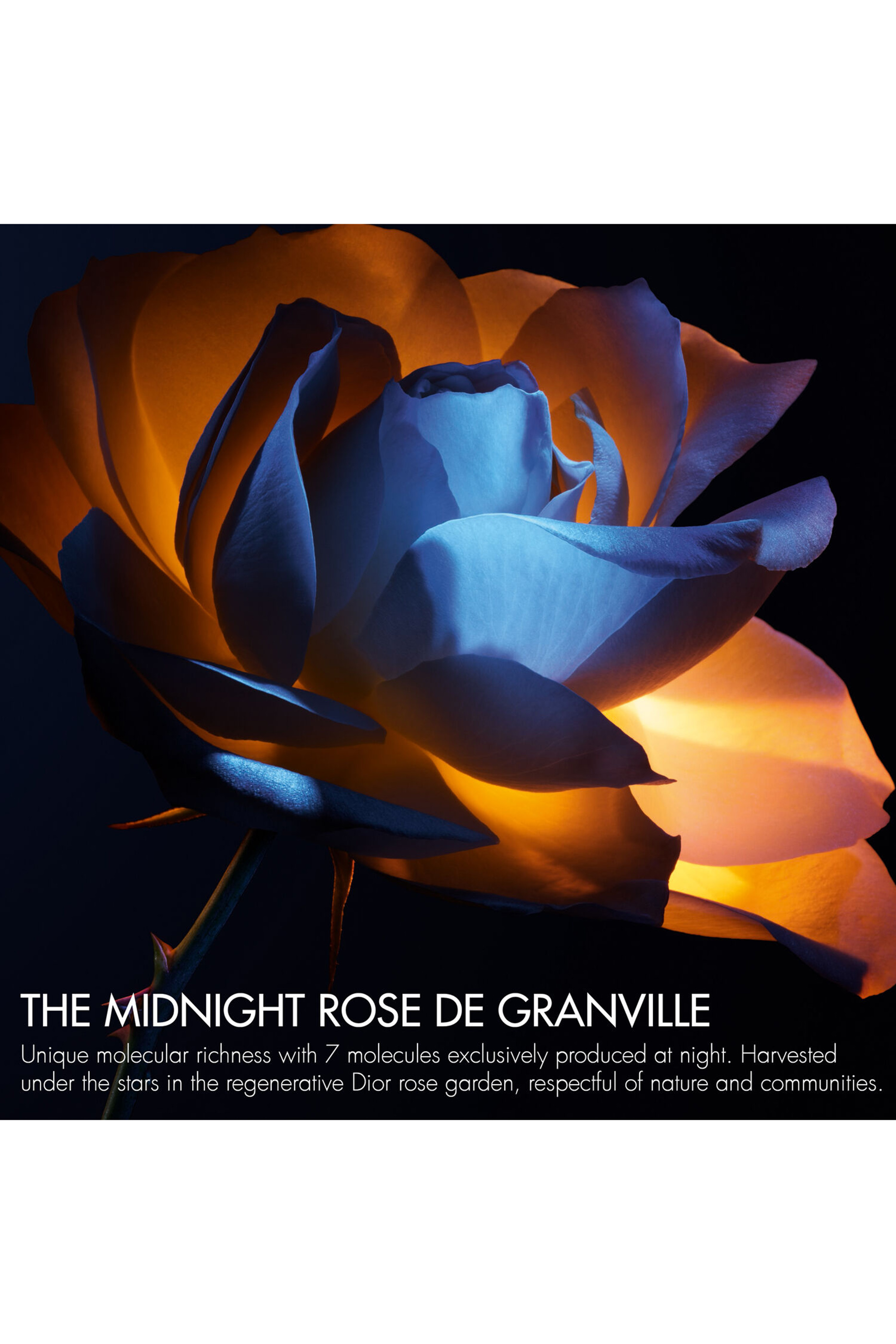 كريم ليلي برستيج لو بوم دي مينويت