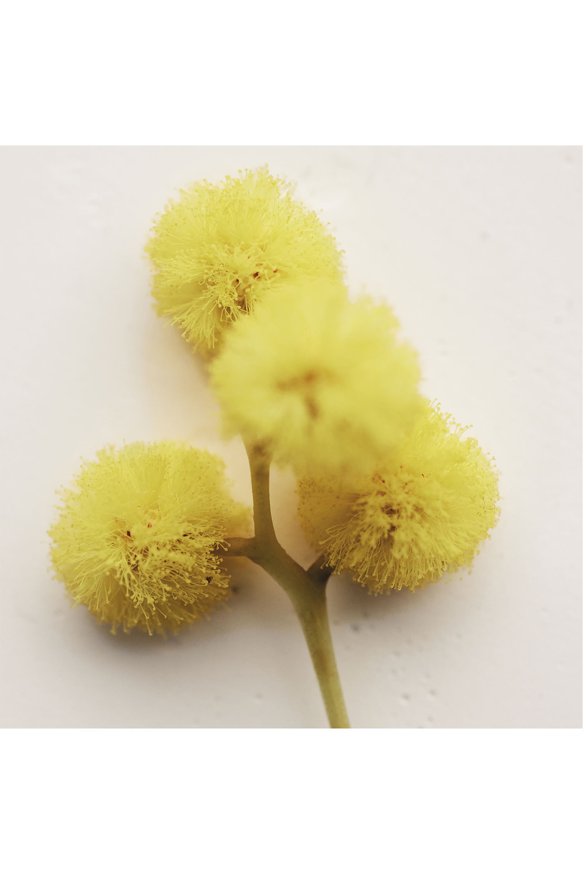 أو دو بارفان أتيليه دي فلور هيربا ميموزا