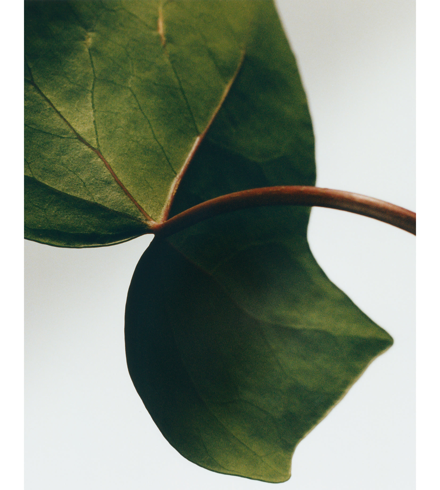 أعواد توزيع معطر الغرف ايفي