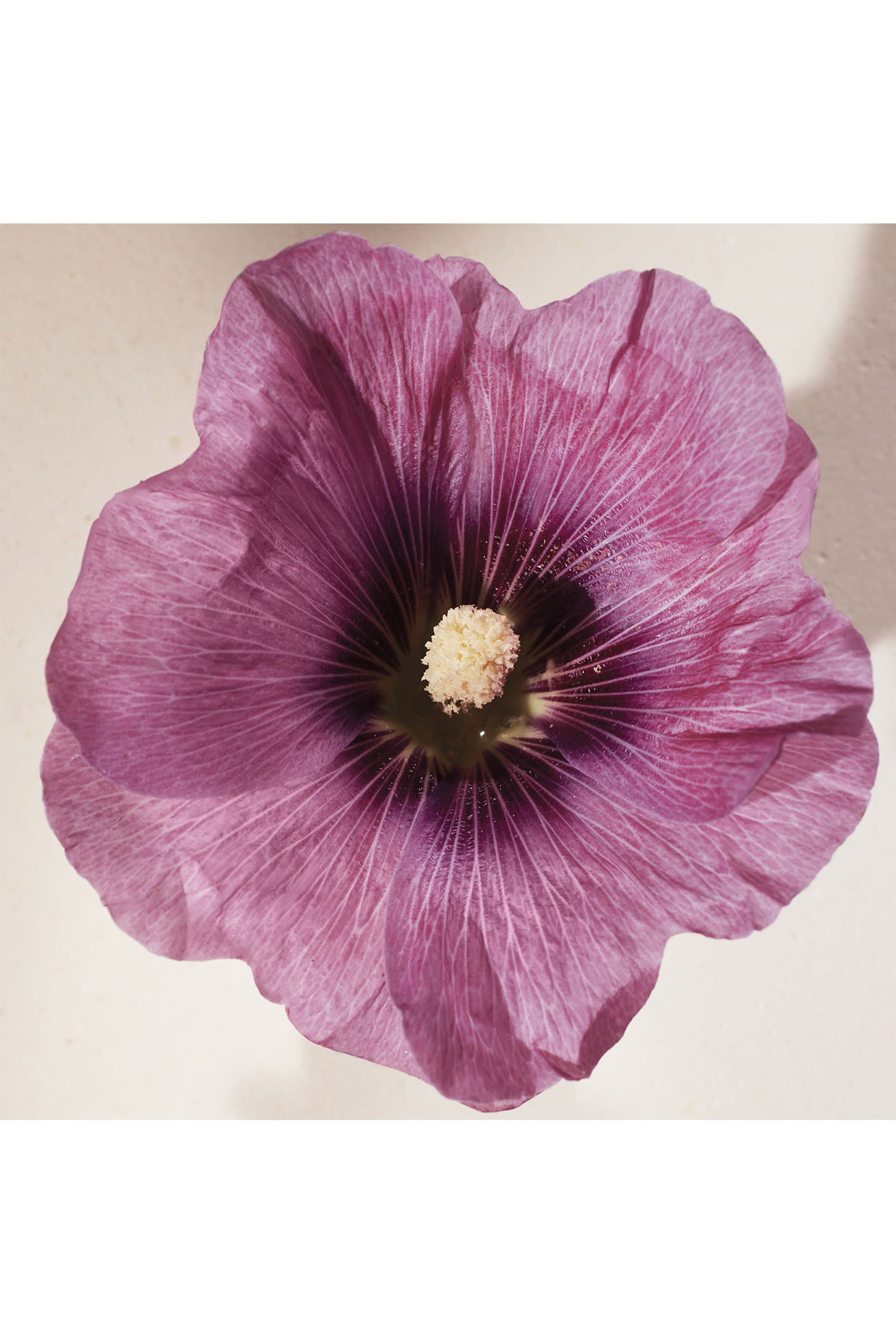 أو دو بارفان أتيلييه دي فلور هيبيسكوس أبيلموسشوس