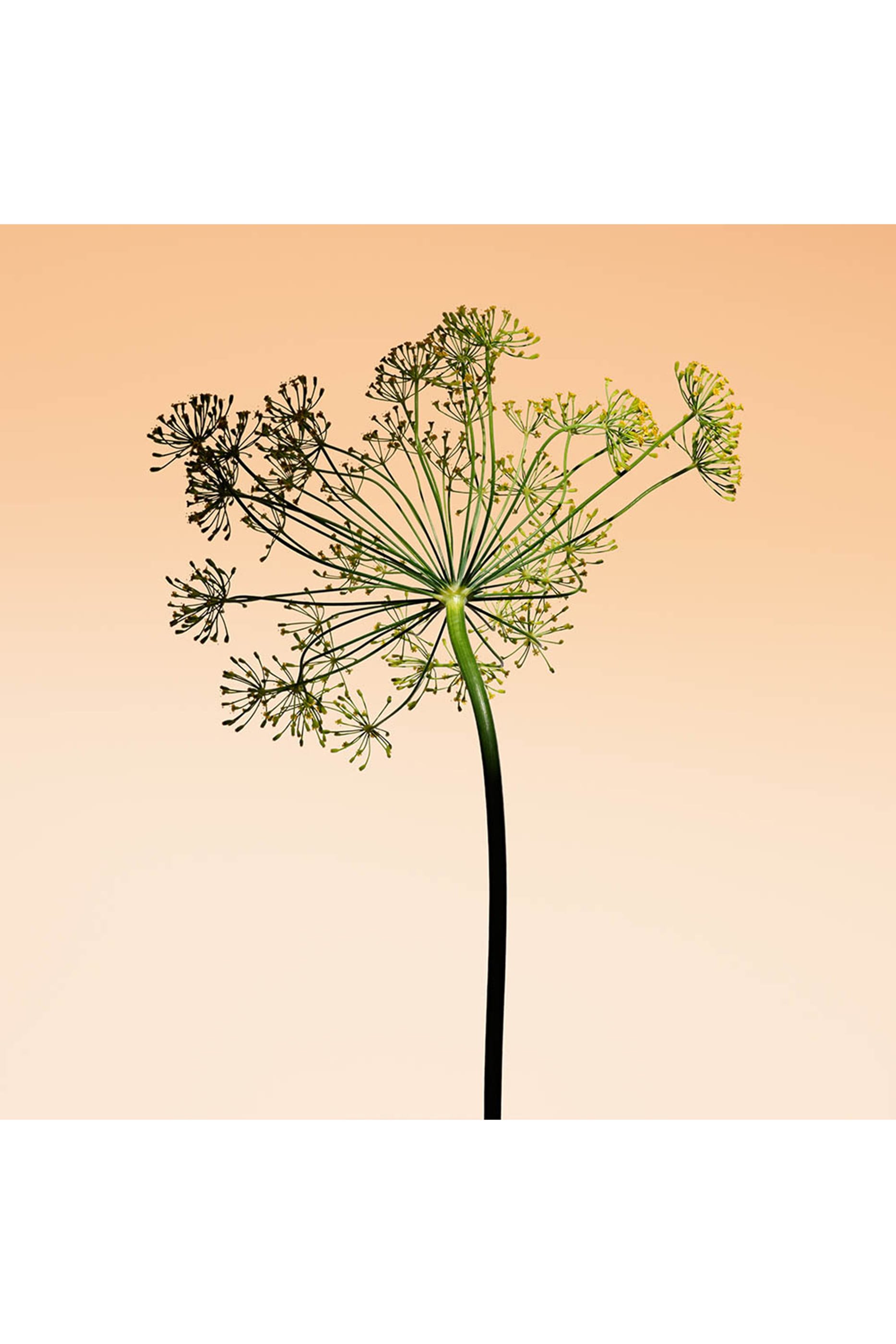 أو دو توالبيت أورانج ميديتيراني