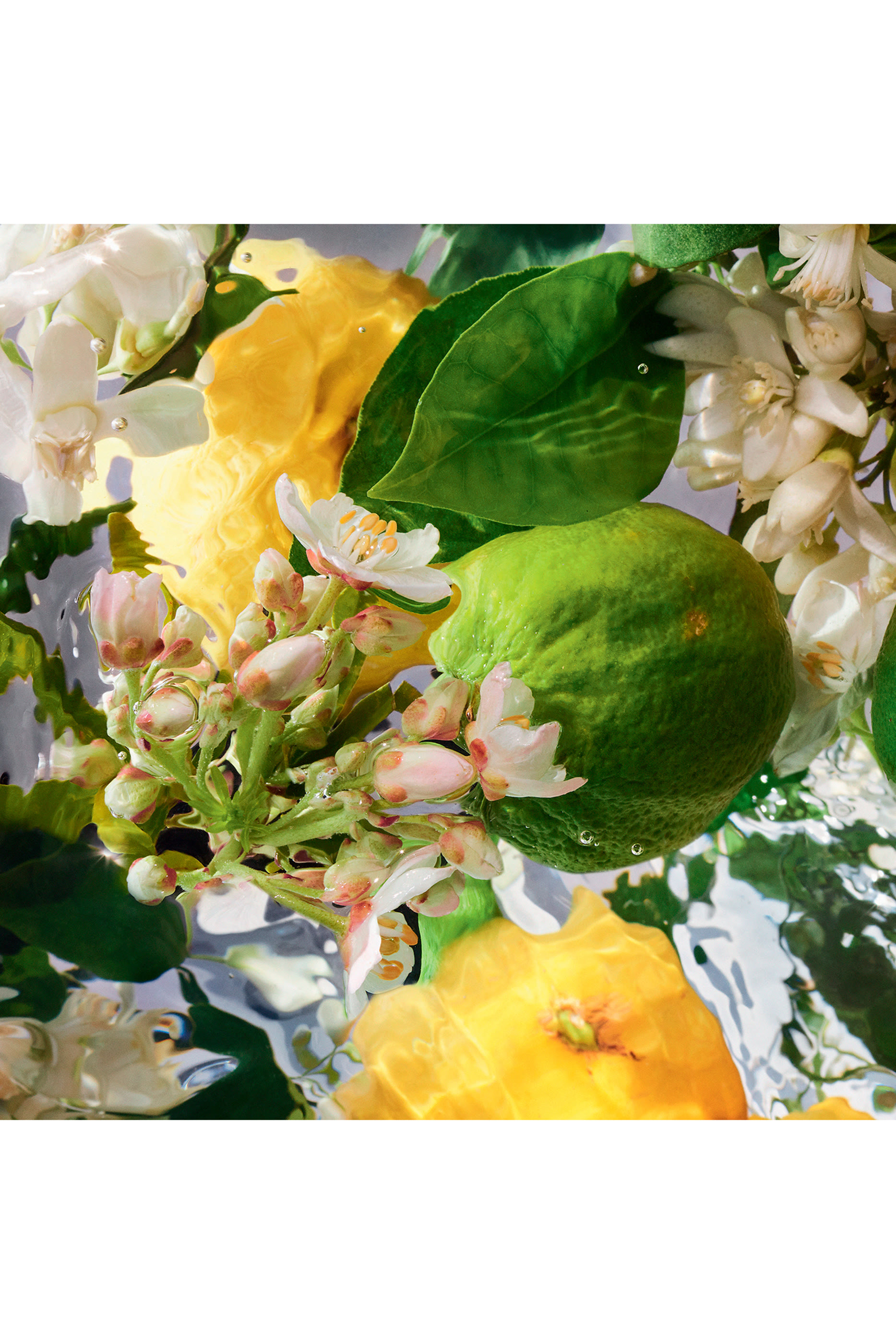 أو دو تواليت برغموت كالابريا