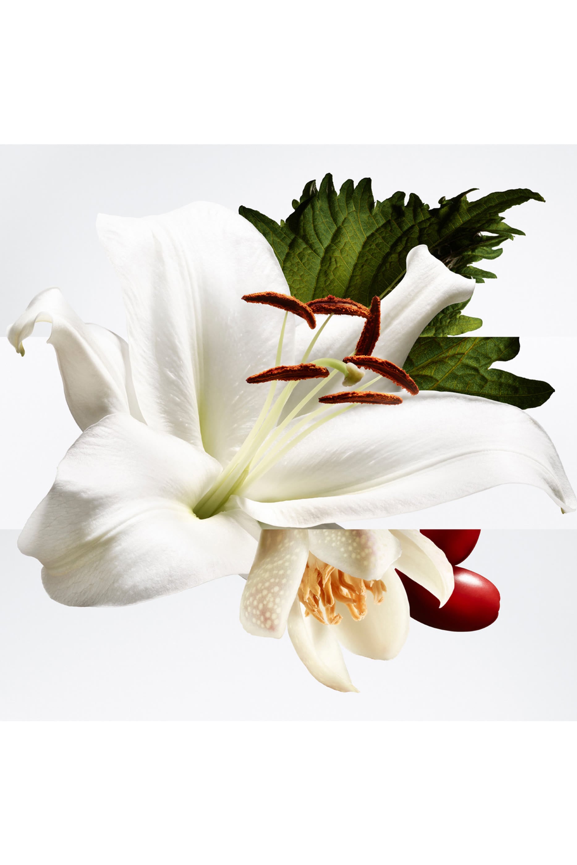 Bar&eacute;nia Pleine Fleur Eau de Parfum