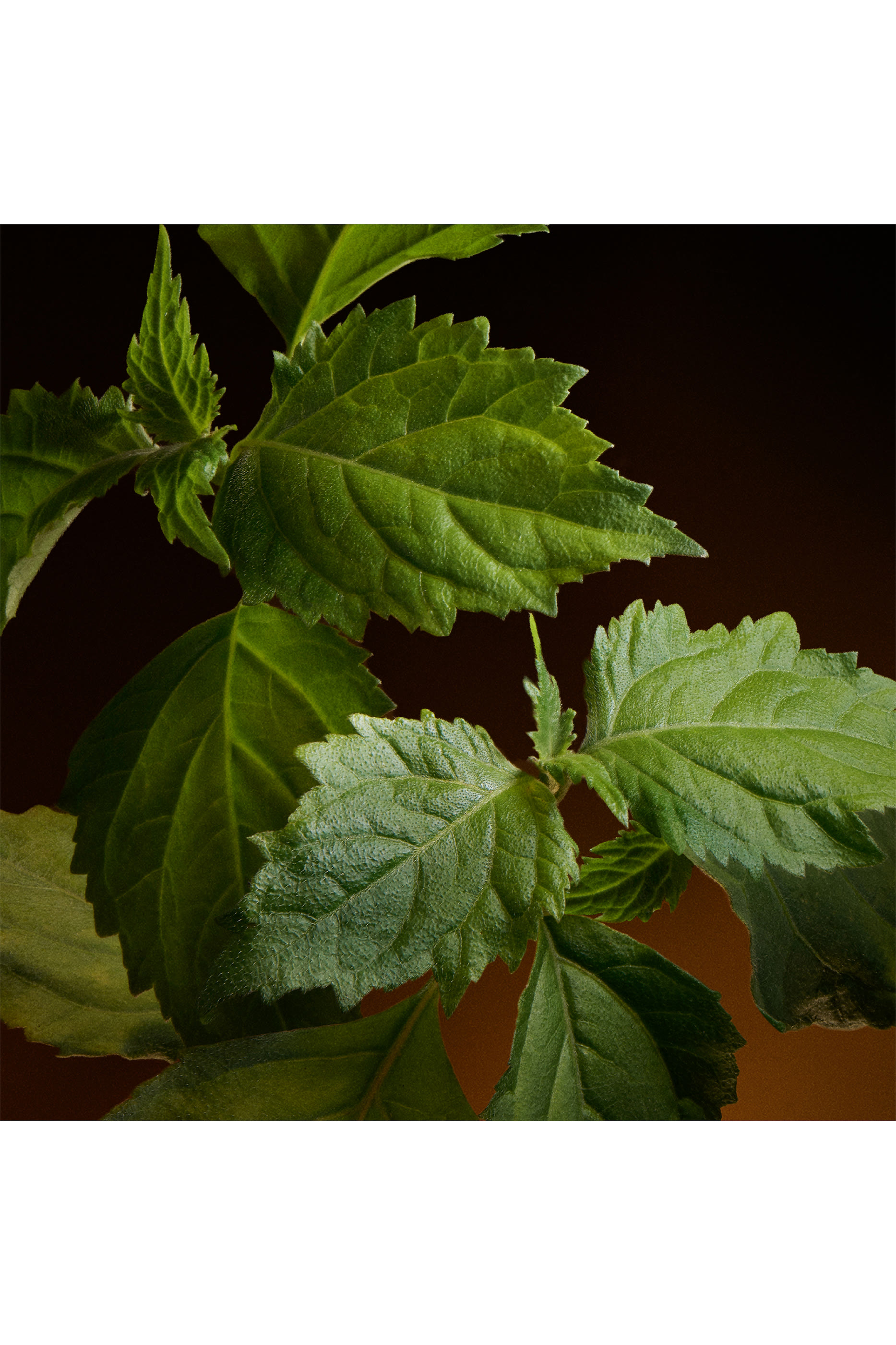 أو دو بارفان مركز ذا وان جولد للرجال