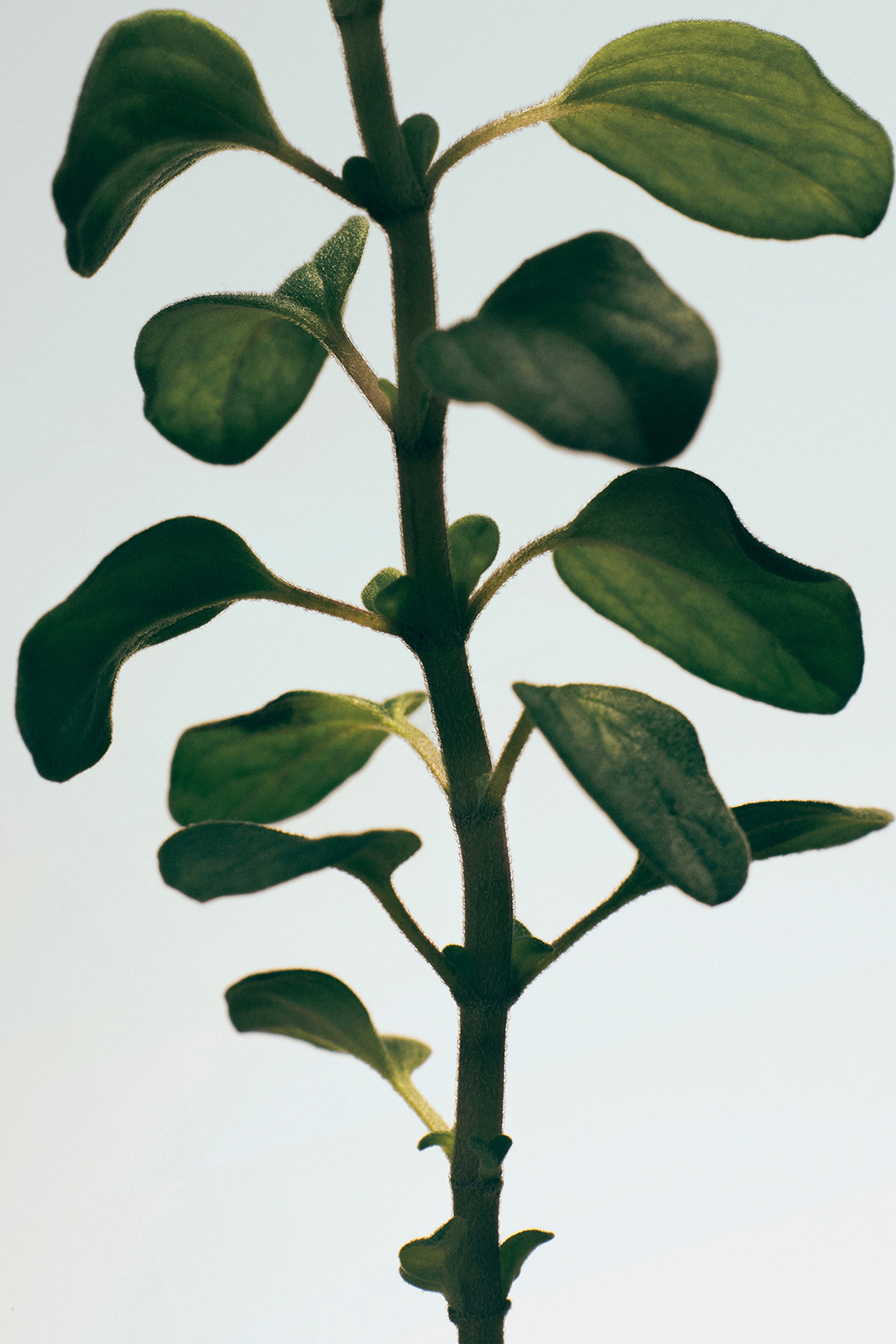 شمعة أوريجانو معطرة