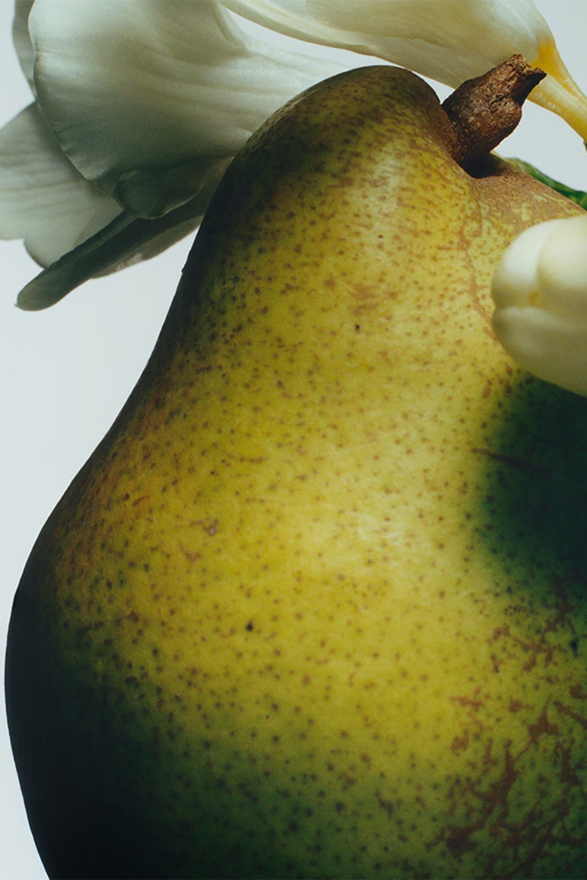 كريم مكثف للجسم بعطر إنجلش بير اند فريزيا