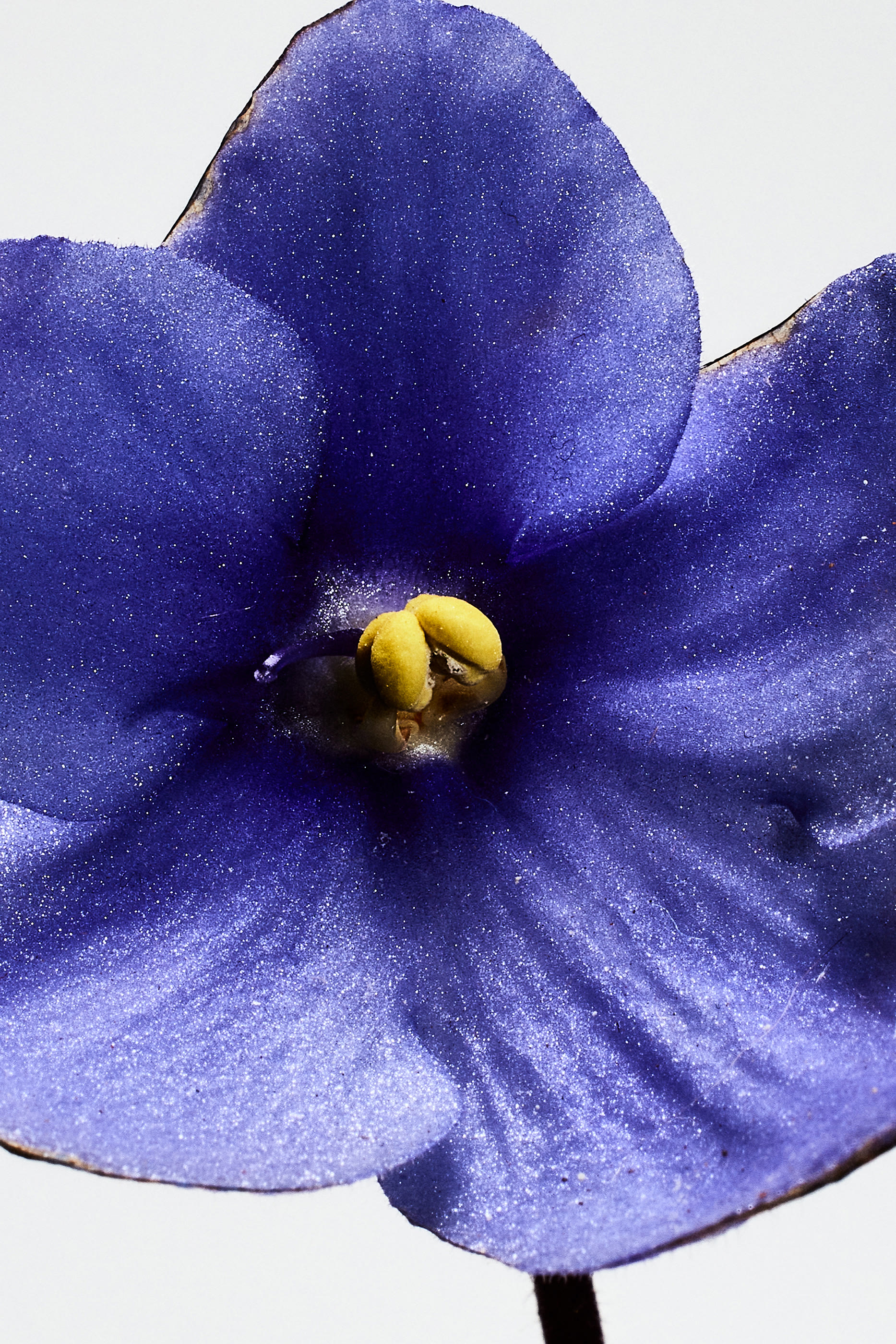 أو دو بارفان ماء عطر أون باسيو بور مدريد سان ميغيل