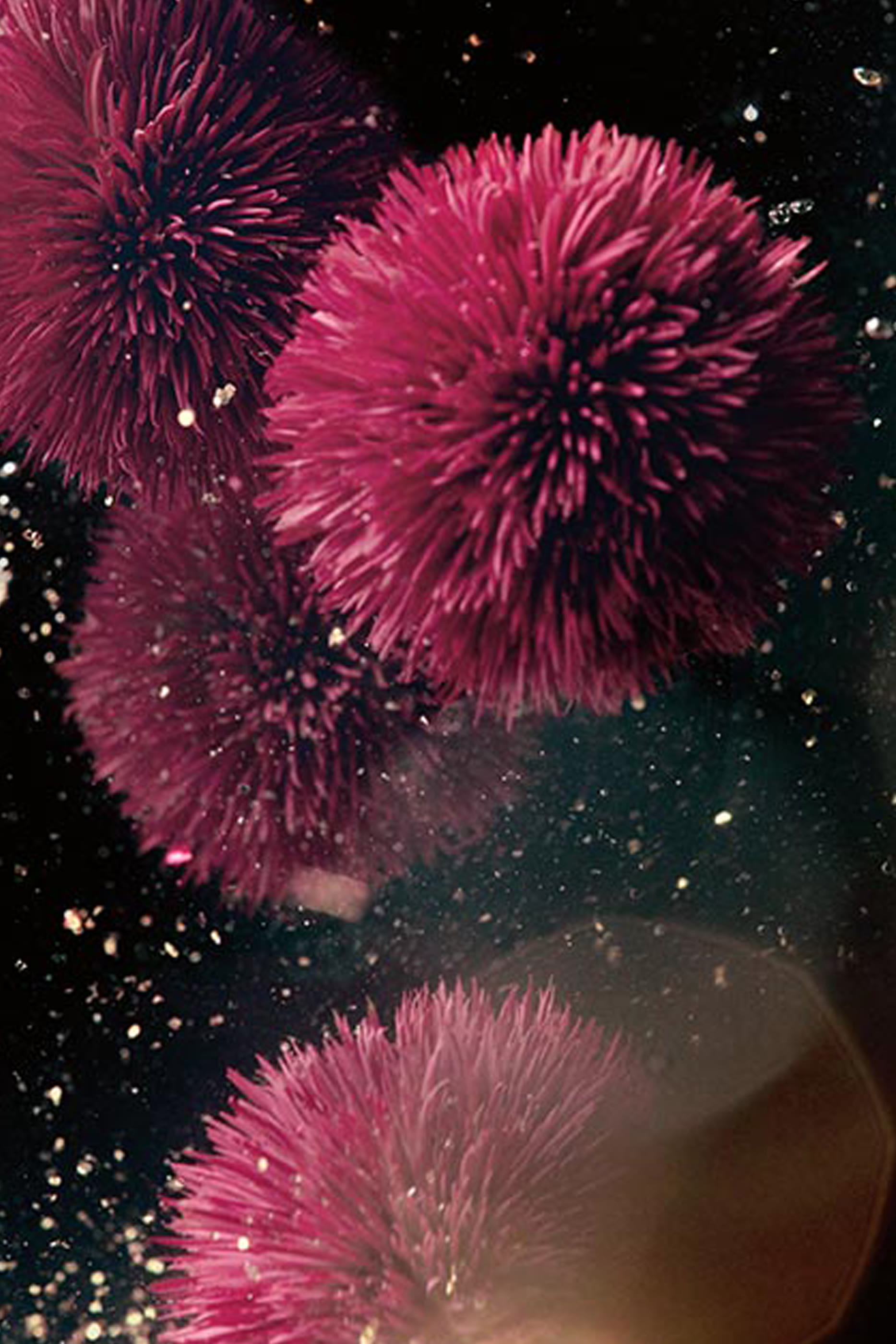 سيروم جينيسانس دي لامير