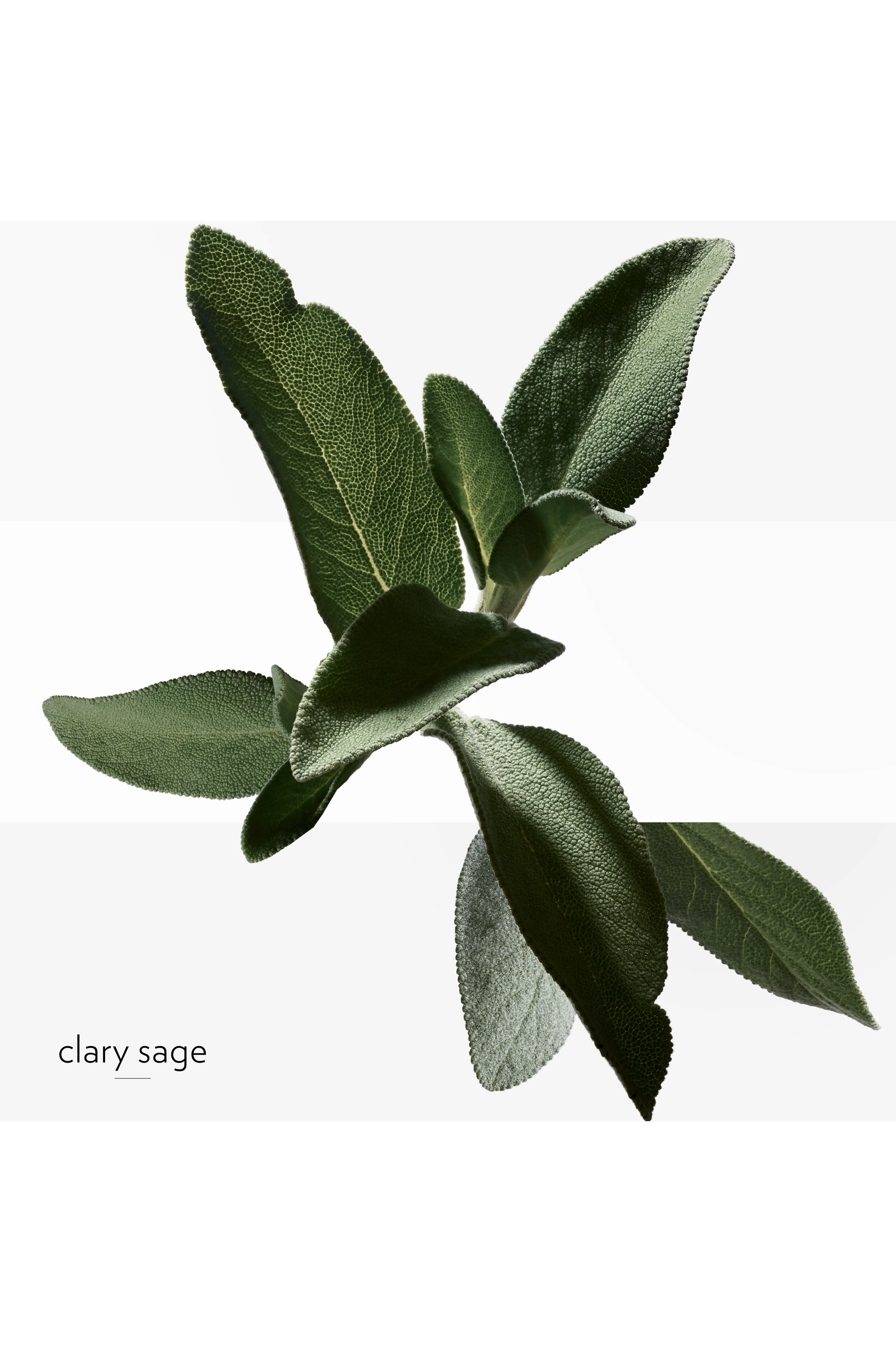 H24, ماء تواليت