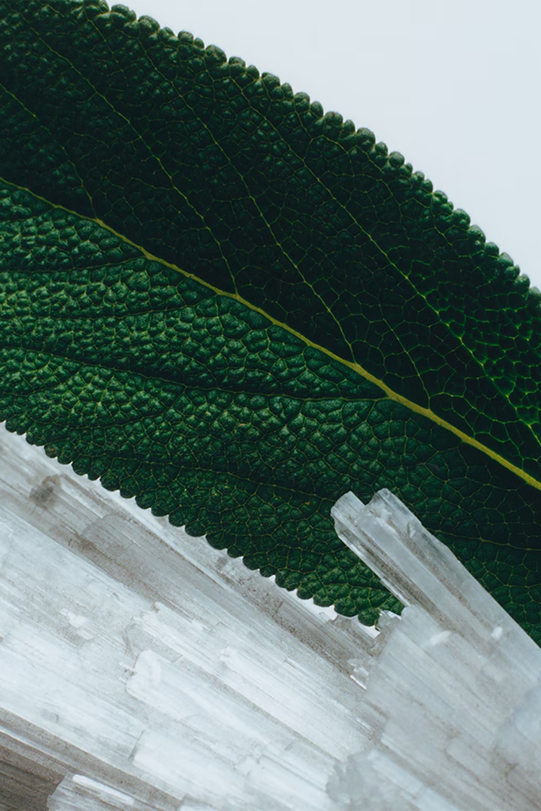 كريم مكثف للجسم بعطر وود ساج اند سي سالت