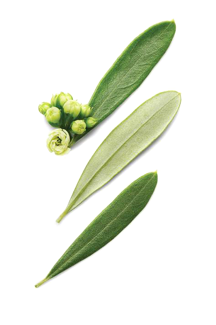 ماء تواليت كود