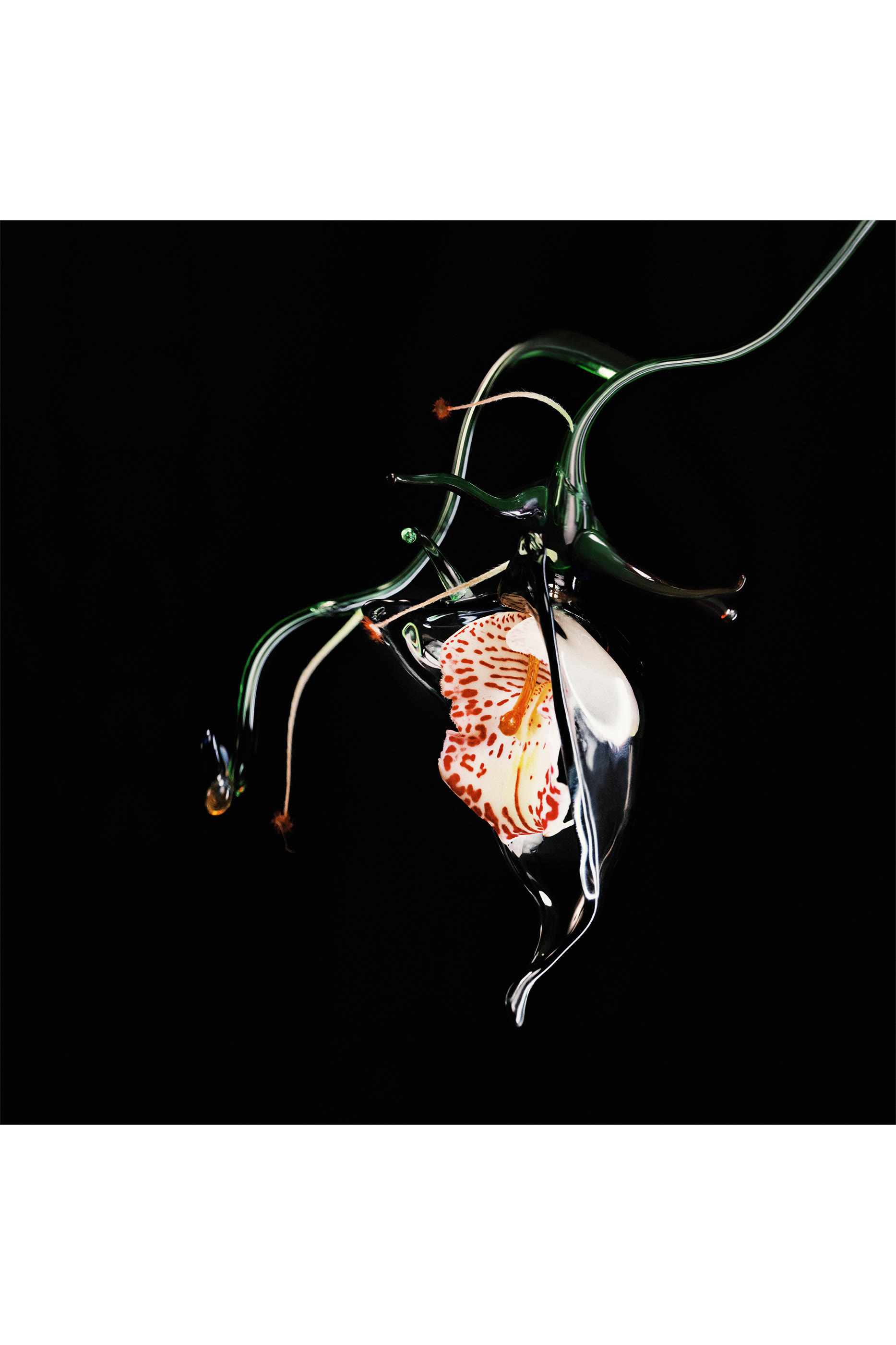 أو دو بارفان أبسولو دو بارفوم جيبسي واتر