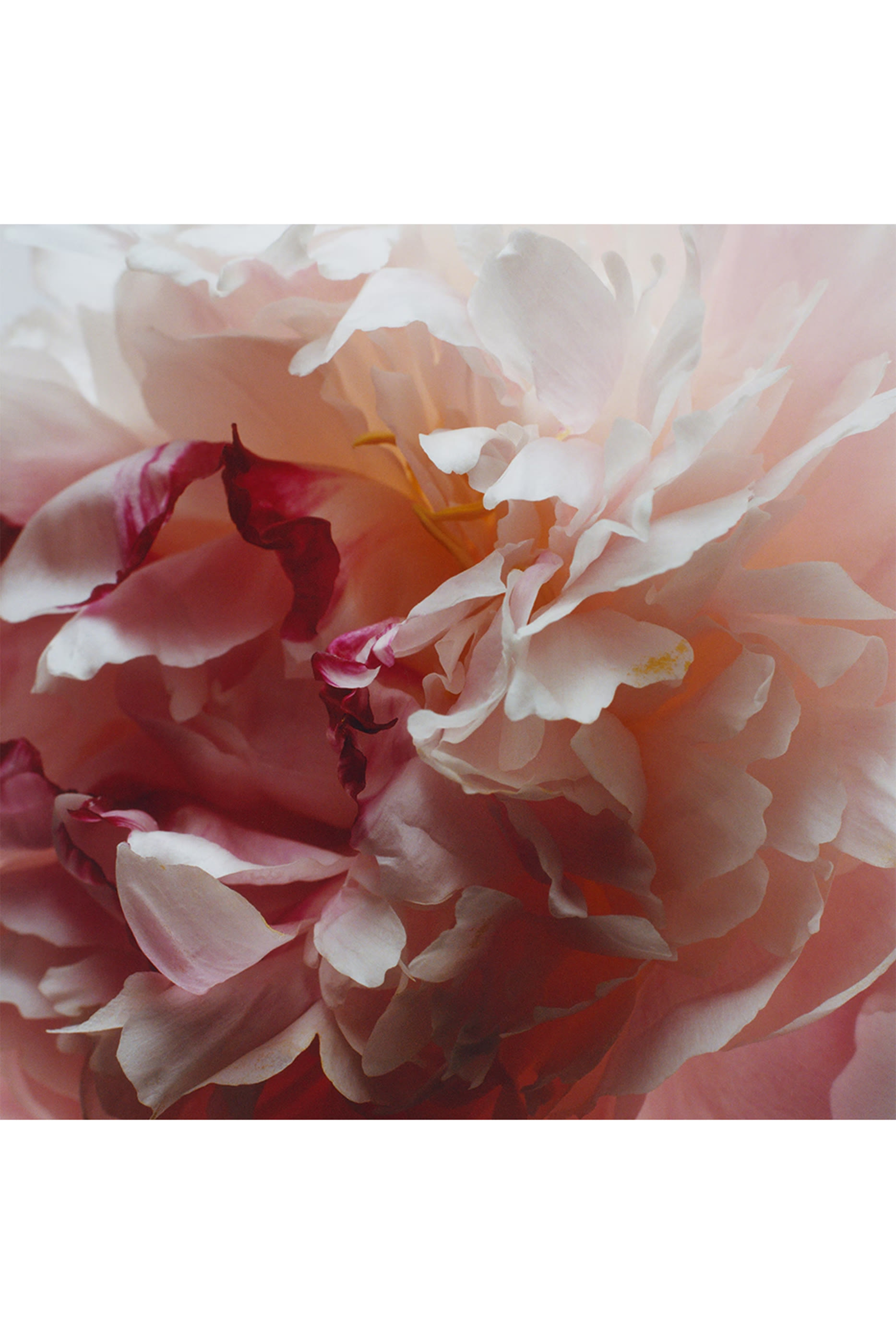 شمعة بيوني اند بلش سويد ديلوكس