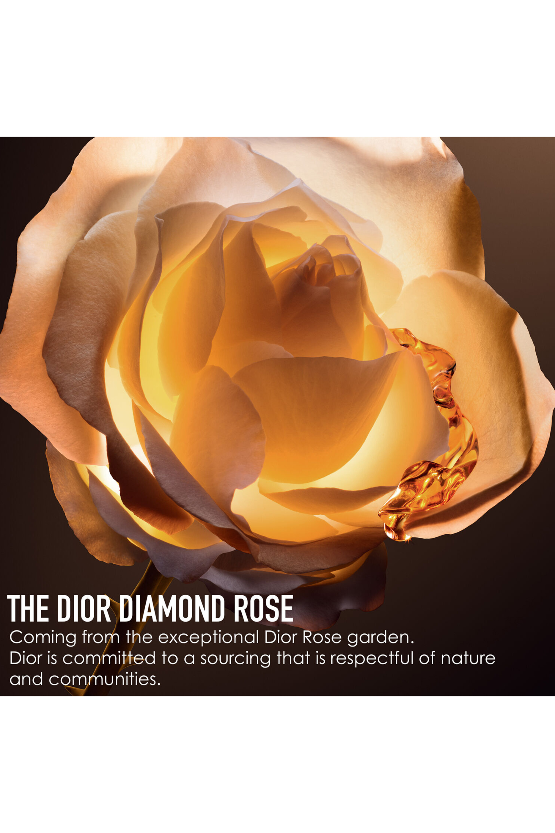 سيروم ديور بريستيج لو نيكتار برميير